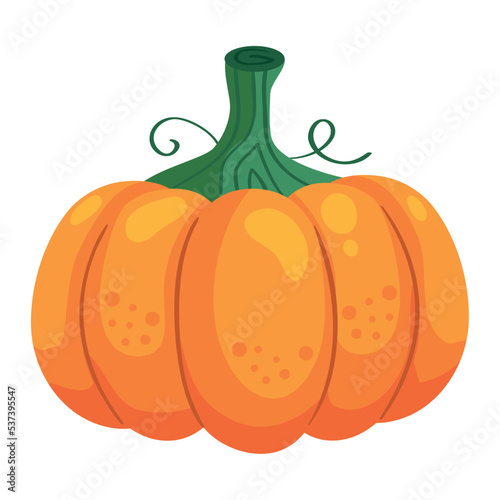 pumpkin vegetable autumn season