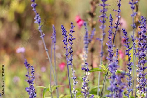 purple sprigs of lavender in the garden. natural flower background. 