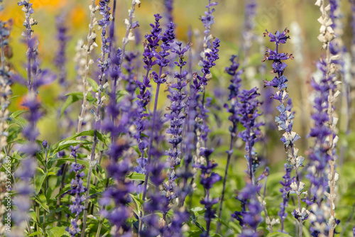 purple sprigs of lavender in the garden. natural flower background.