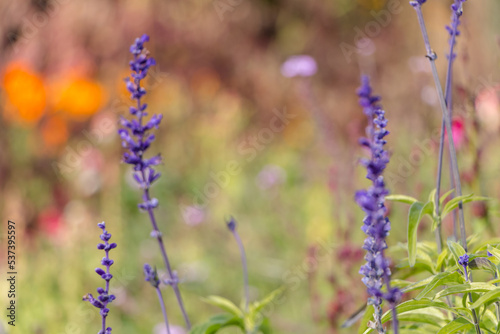 purple sprigs of lavender in the garden. natural flower background.