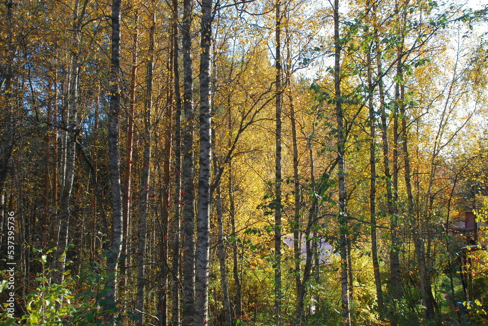 Autumn colored forest. Autumn sunny day in a deciduous forest. Tall, long tree trunks are surrounded by yellow, red, and brown foliage. The rays of the sun shine through the trees.
