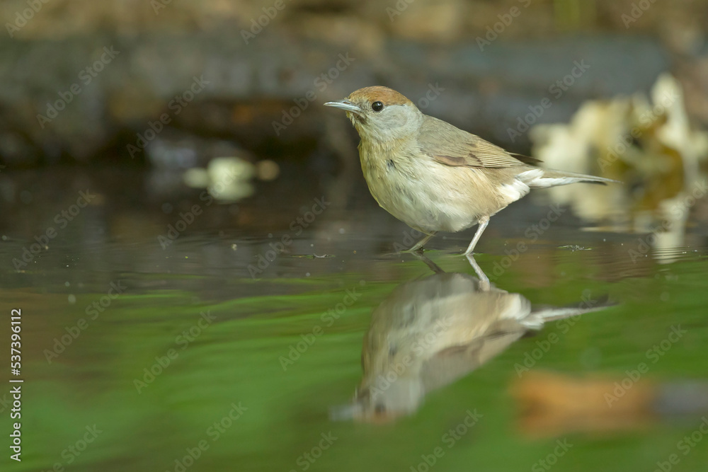 Kapturka, pokrzewka czarnołbista, pokrzewka czarnogłowa (Sylvia atricapilla) Kapturka, pokrzewka czarnołbista, pokrzewka czarnogłowa (Sylvia atricapilla)