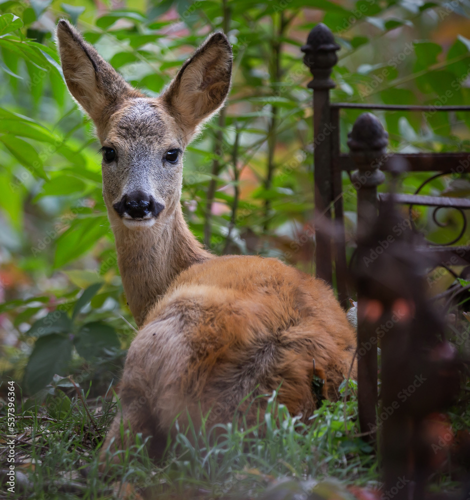 Fototapeta premium deer in the woods