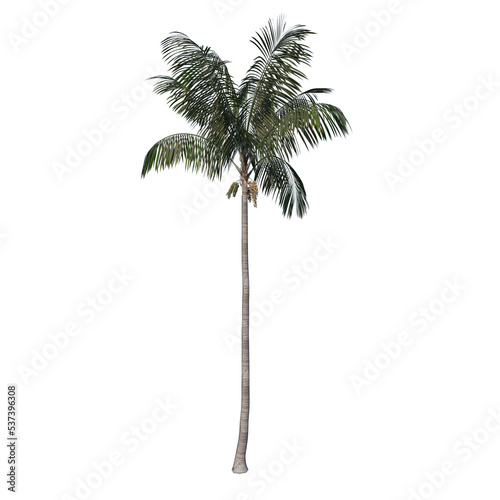 Front view tree   Howea forsteriana Kentia 1  png