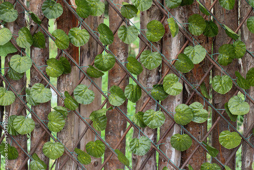 wooden wall texture with creeper plants