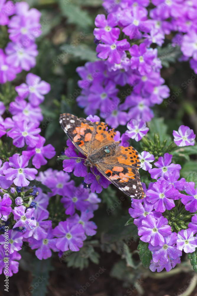 Silent Vanessa carye western painted lady butterfly flutters among the blooming purple flowers in the garden looking for pollen Silent Vanessa carye western painted lady butterfly flutters among the blooming purple flowers in the garden looking for pollen