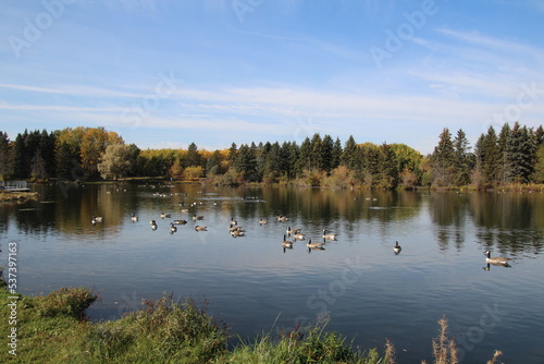 Fototapeta Naklejka Na Ścianę i Meble -  lake in autumn, William Hawrelak Park, Edmonton, Alberta