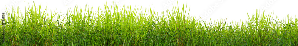 Green grass border, on a transparent background. The horizon of the green lawn. Green field frame, background - obrazy, fototapety, plakaty 