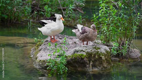 Ducks cleaning on the rock. Whild ducks grooming in the jungle.