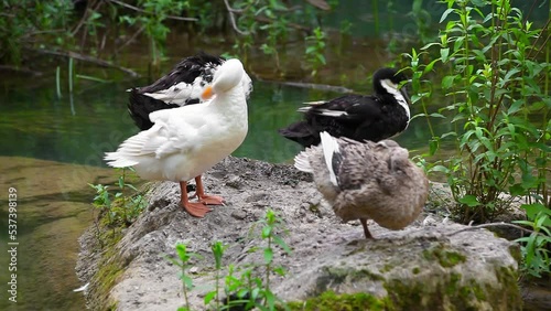 Ducks cleaning on the rock. Whild ducks grooming in the jungle.