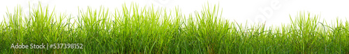 Green grass border, on a transparent background. The horizon of the green lawn. Green field frame, background