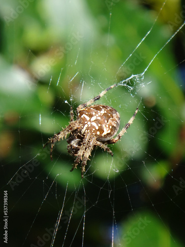 Female garden spider (Araneus diadematus) in its web with green background out of focus background