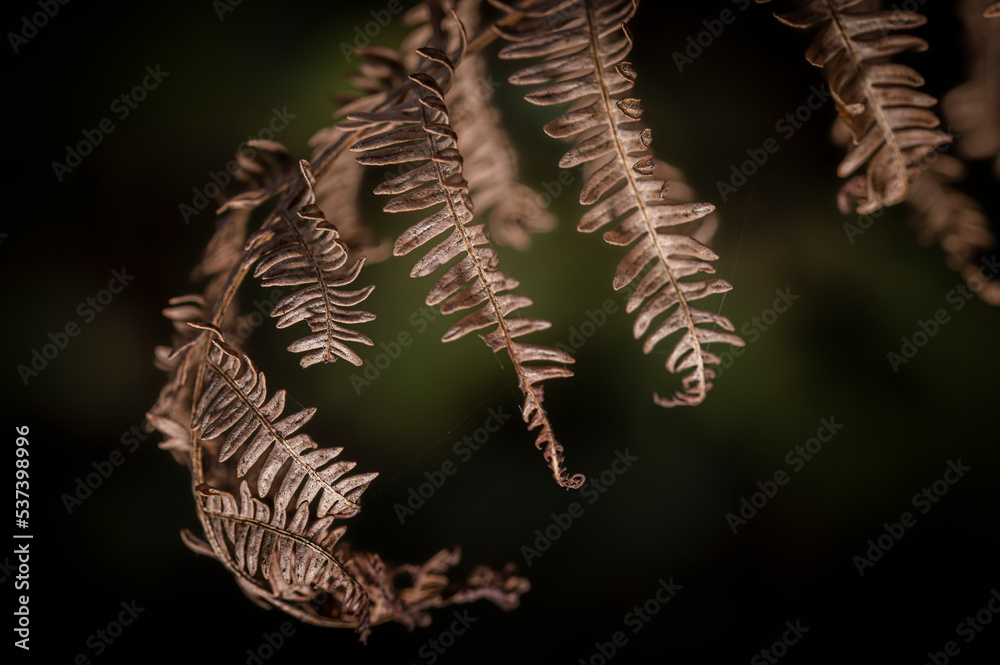 Autumn fern leaves in the forest