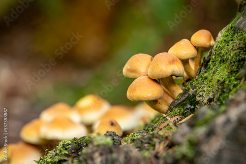 Mushrooms in the forest 