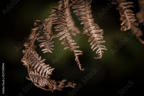 Autumn fern leaves in the forest © Z Fiedler