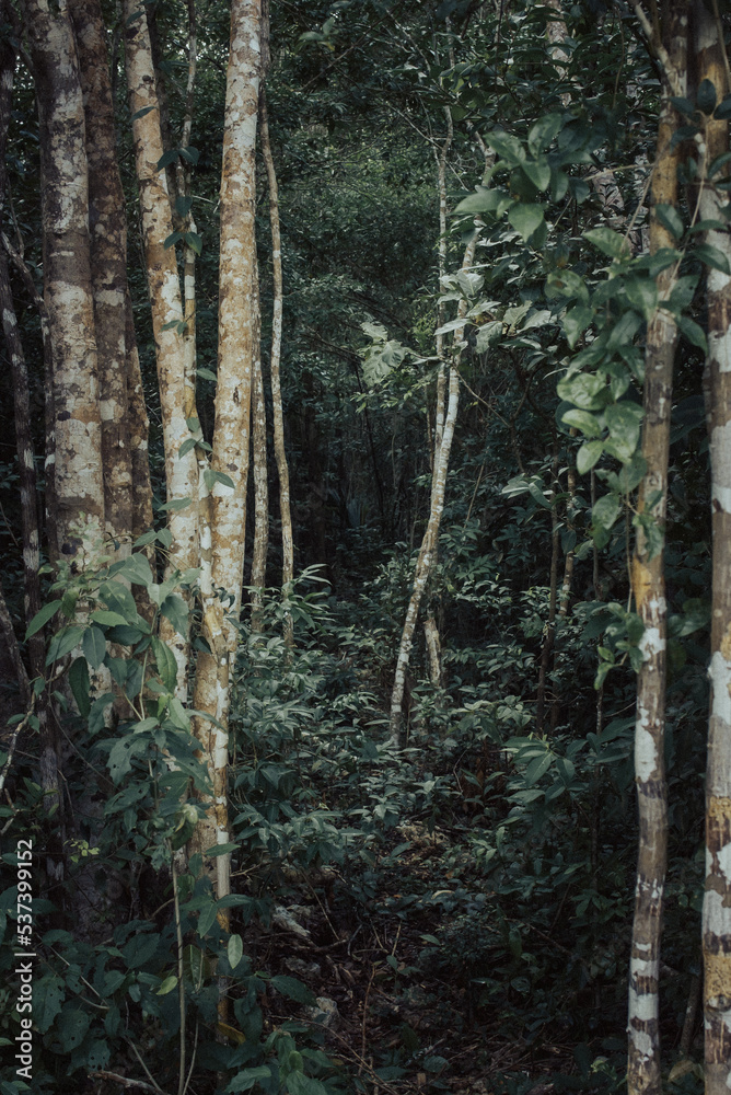 Obraz premium Abandoned track in tropical jungle of Yucatan peninsula near Tulum with moody green color on a cloudy day