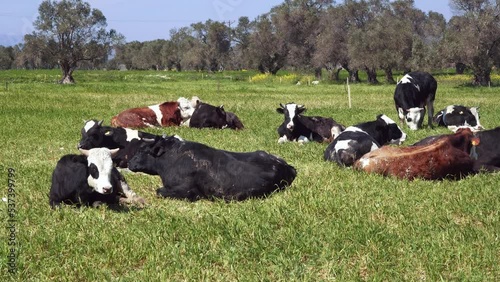 Cows is an awesome stock video that consists of footage of some cows lying on the green grass.
