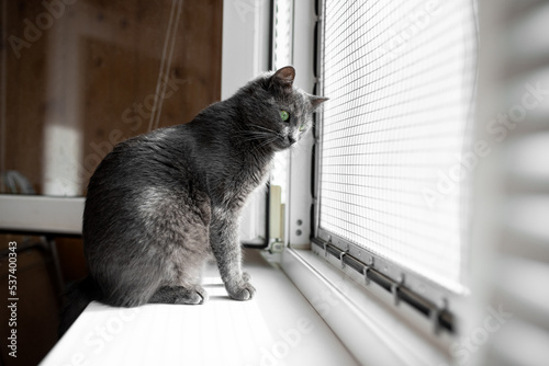 Εκτύπωση καμβά beautiful gray russian blue cat with yellow-green eyes