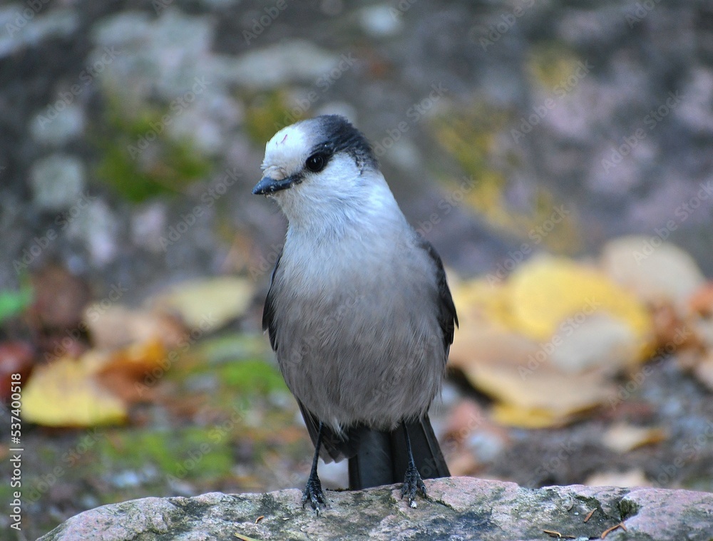 Canada Jay Canada Jay