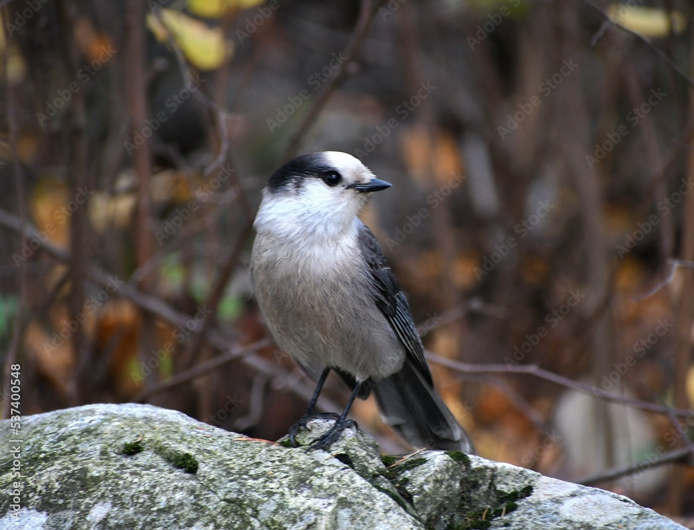 Obraz premium Canada Jay close up