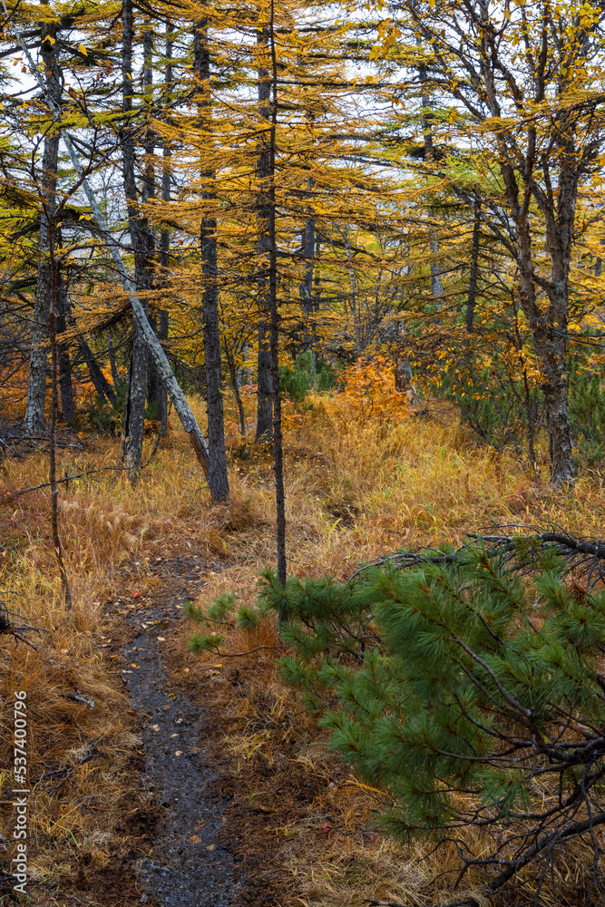 Path in the autumn forest. Wild ecological trail among the trees. Walks in the forest. Fall season.