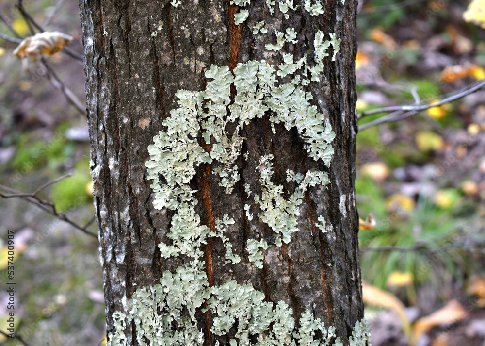 Skull shape in forest fungi and lichen on tree - obrazy, fototapety, plakaty 