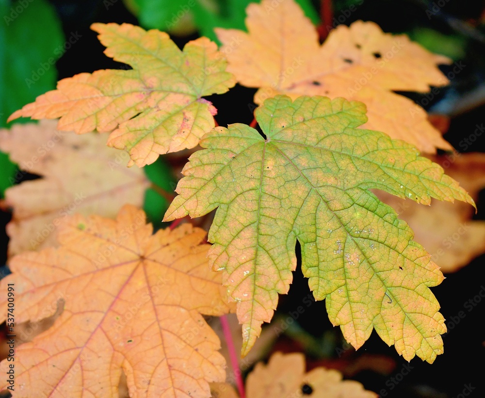 autumn maple leaves autumn maple leaves