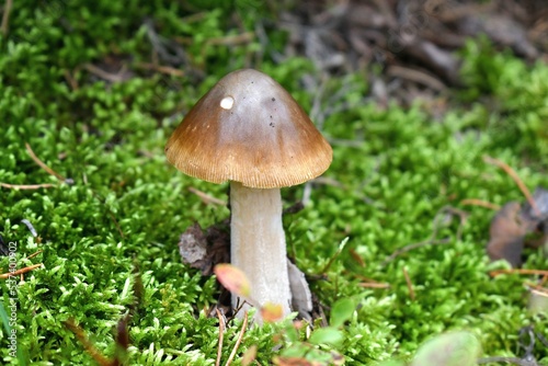 mushroom in moss © Devan
