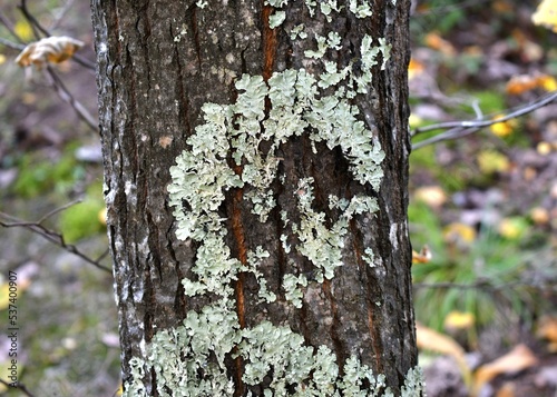 Bilde på lerret Skull shape in forest fungi and lichen on tree