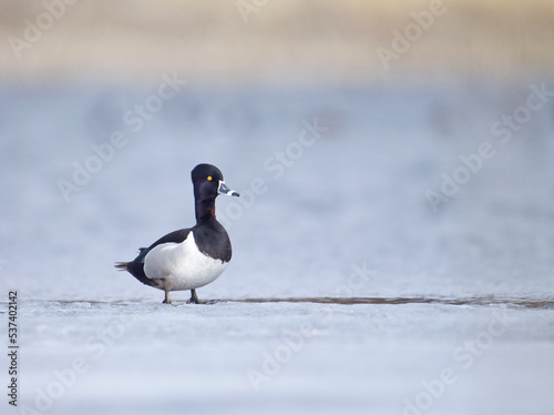 Ring-necked Duck drake standing on ice on a Prairie Pothole wetland during spring migration and breeding season