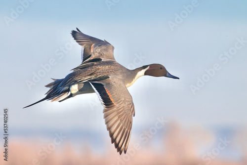 Northern Pintail - drake in flight against a wetland habitat background, highly detailed topside open wing plumage