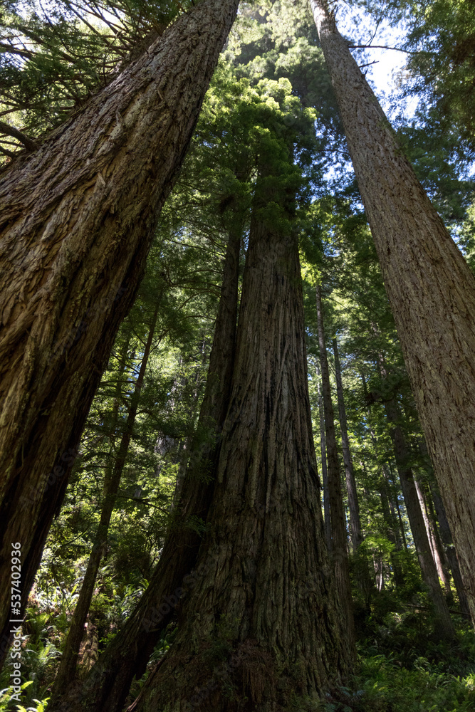 Mighty Redwood Trees at Lady Bird Grove in Prairie Creek Redwood State Park Mighty Redwood Trees at Lady Bird Grove in Prairie Creek Redwood State Park