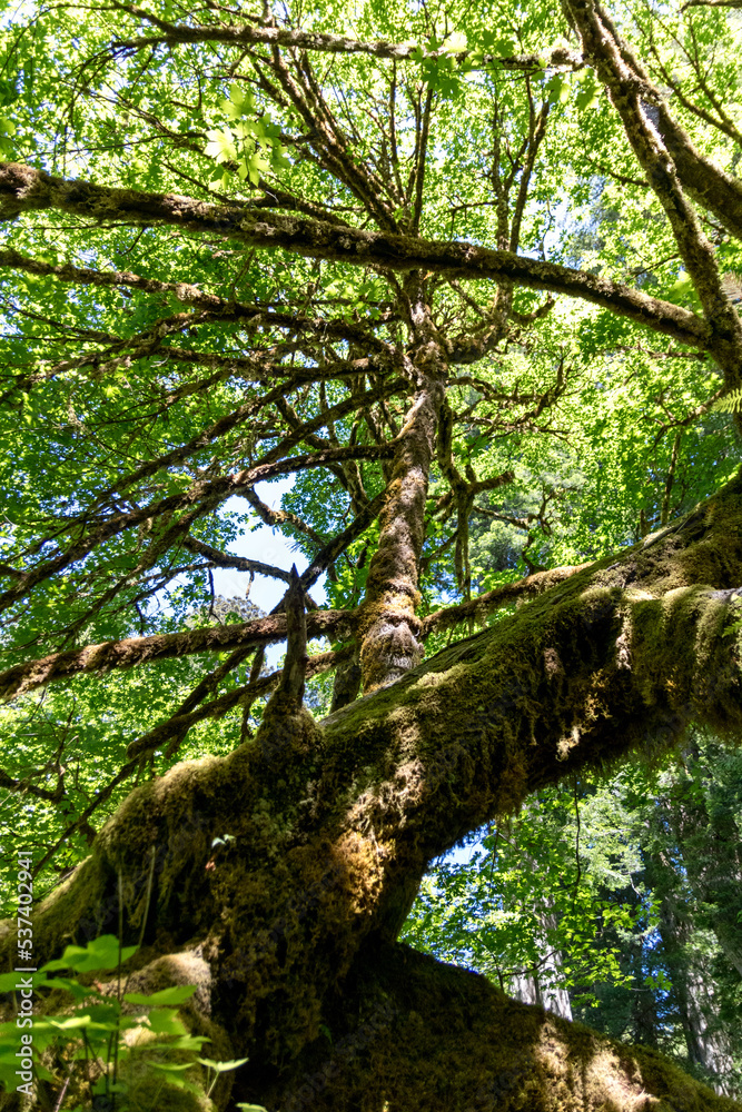 Obraz premium Mossy tree on Prairie Creek trail in California