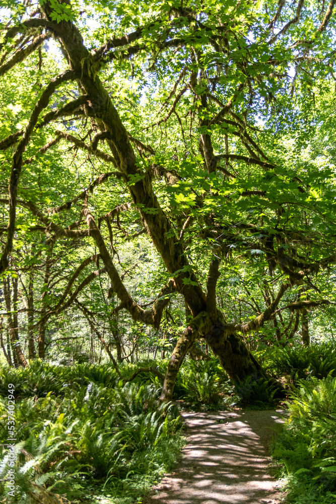 Mossy tree on Prairie Creek trail in California