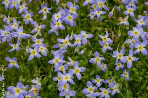 Bluet Flowers Close Up
