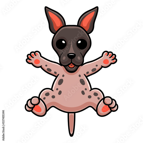 Cute american hairless terrier cartoon