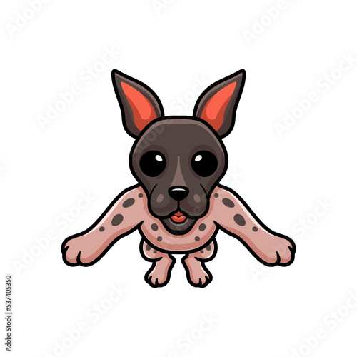 Cute american hairless terrier cartoon