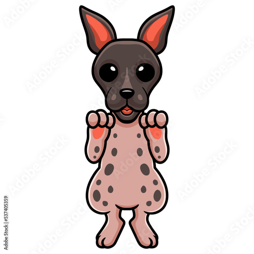 Cute american hairless terrier cartoon