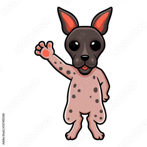 Cute american hairless terrier cartoon