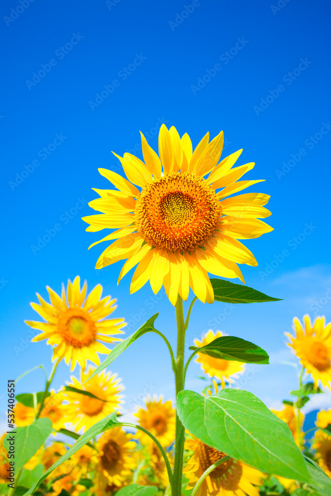 sunflower field with sky sunflower field with sky