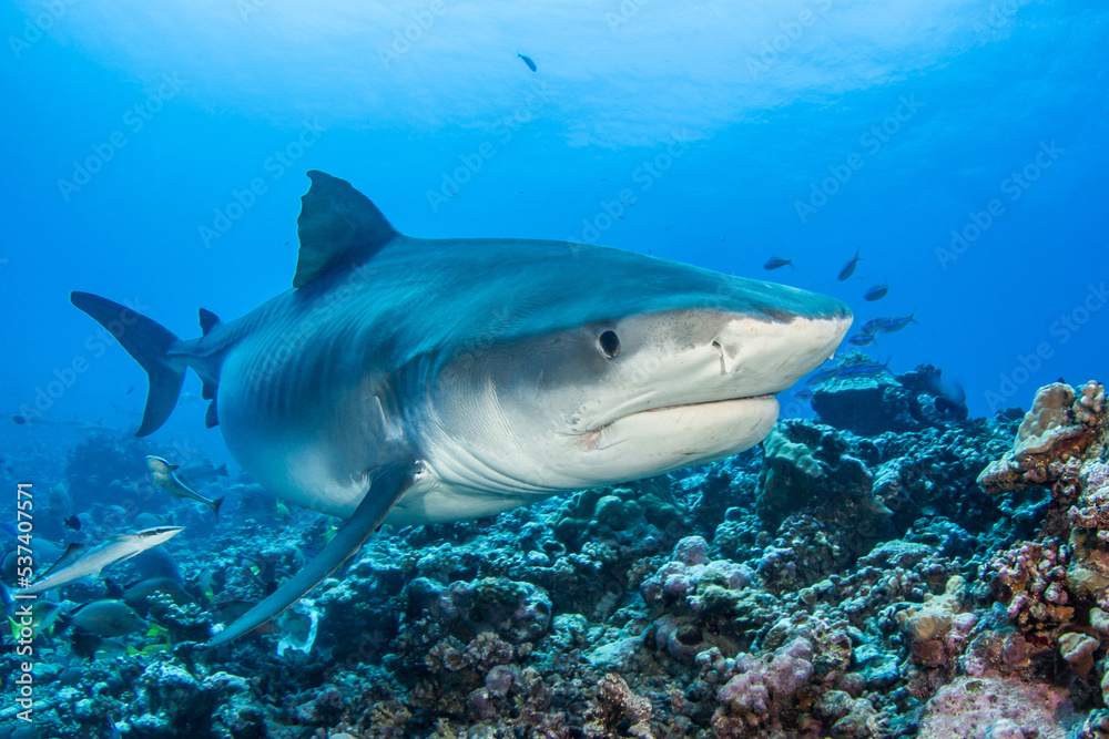 Fototapeta premium Tiger shark