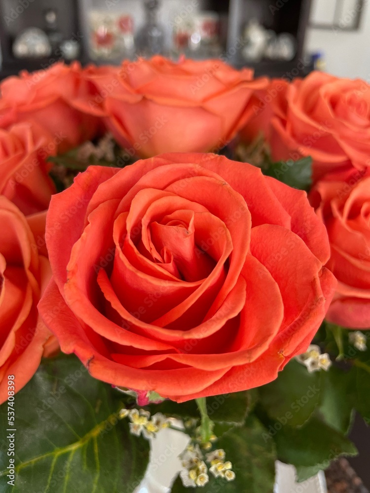 bouquet of roses bouquet of roses
