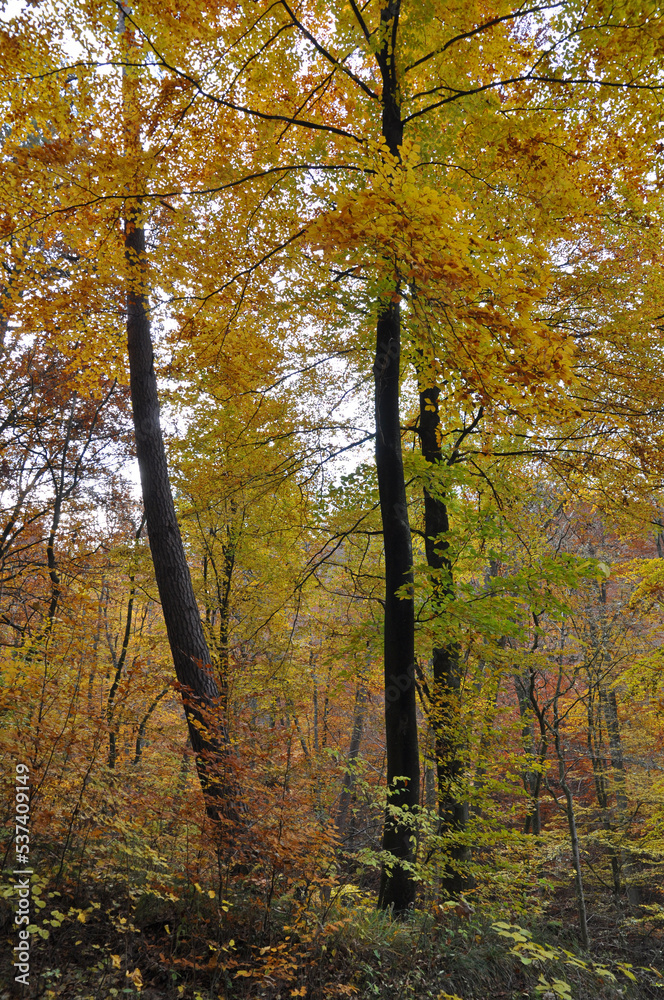 Fototapeta premium Herbstwald