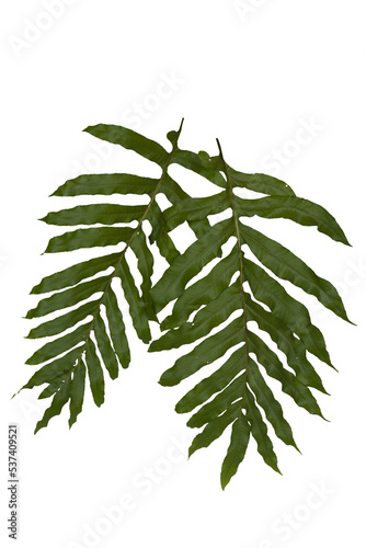 Dark green leaves of monstera or split-leaf philodendron