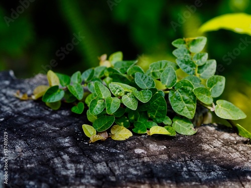 Green leaves at the stumps, Nature background.