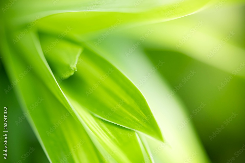 Abstract background nature of green leaf on blurred greenery background in garden. Natural green leaves plants used as spring background cover page greenery environment ecology lime green wallpaper Abstract background nature of green leaf on blurred greenery background in garden. Natural green leaves plants used as spring background cover page greenery environment ecology lime green wallpaper