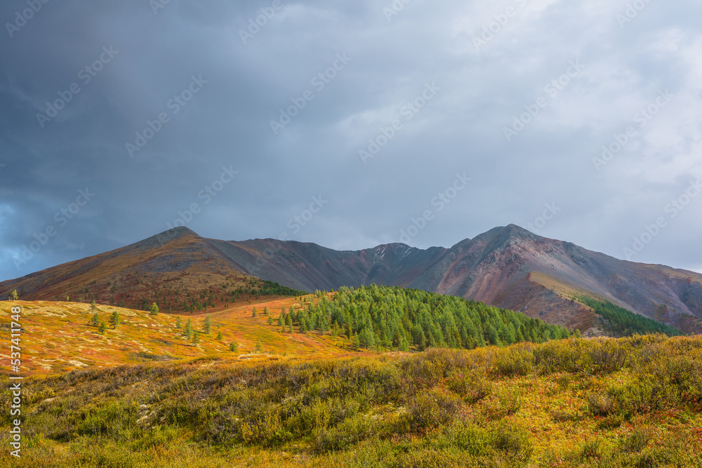 Scenic motley autumn landscape with forest on sunlit multicolor hill and rocky mountain range under dramatic sky. Vivid autumn colors in mountains. Sunlight and shadows of clouds in changeable weather