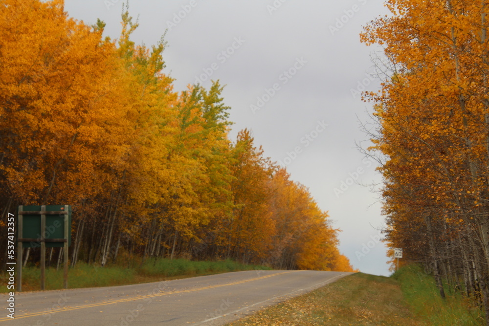 Obraz premium Autumn Along The Parkway, Elk Island National Park, Alberta