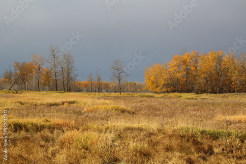 Autumn In The Meadow, Elk Island National Park, Alberta