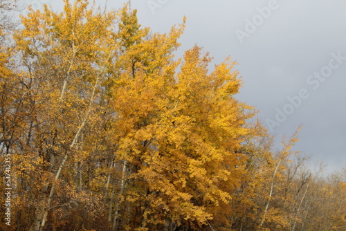 autumn trees in the forest, Elk Island National Park, Alberta